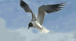 seagull flying 